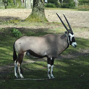 Gemsbok (Oryx gazella), 2024-04-06
