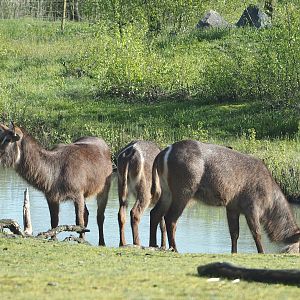 Ellipsen waterbuck (Kobus ellipsiprymnus ellipsiprymnus), 2024-04-06