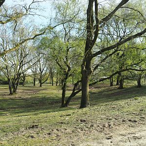 Open forest area in multi-hectare savanna exhibit seen from car safari, 2024-04-06