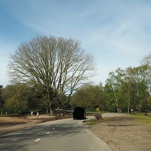 Multi-hectare savanna exhibit seen from car safari, 2024-04-06