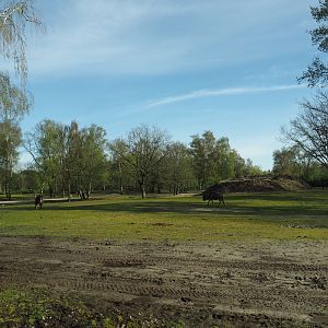 Multi-hectare savanna exhibit seen from car safari, 2024-04-06