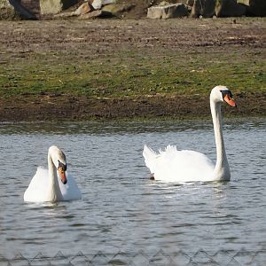 Wild Mute swans (Cygnus olor), 2024-04-06