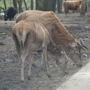 Central European red deer, 2024-04-06