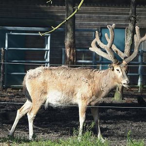 Pere David's deer (Elaphurus davidianus) stag, 2024-04-06