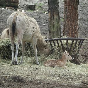 Pere David's deer (Elaphurus davidianus), doe with fawn, 2024-04-06