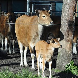Javan banteng (Bos javanicus javanicus), 2024-04-06