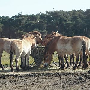 Przewalski's horses (Equus ferus przewalskii), 2024-04-06