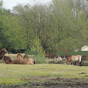 Domestic Bactrian camels (Camelus bactrianus) and Przewalski's horses (Equus ferus przewalskii), 2024-04-06