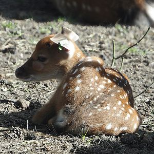 Vietnamese sika deer (Cervus nippon pseudaxis) fawn, 2024-04-06
