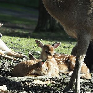 Vietnamese sika deer (Cervus nippon pseudaxis) fawns, 2024-04-06
