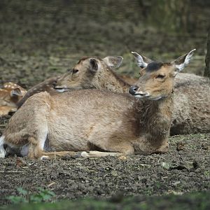Vietnamese sika deer (Cervus nippon pseudaxis), 2024-04-06