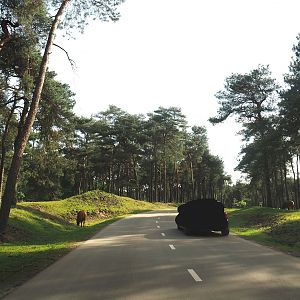 Car safari - African forest section with sitatungas and red forest buffaloes, 2024-04-06