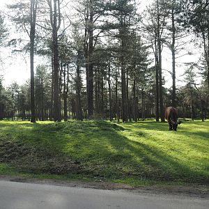 Car safari - African forest section with sitatungas and red forest buffaloes, 2024-04-06