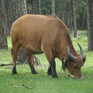 Red forest buffalo (Syncerus caffer nanus), 2024-04-06