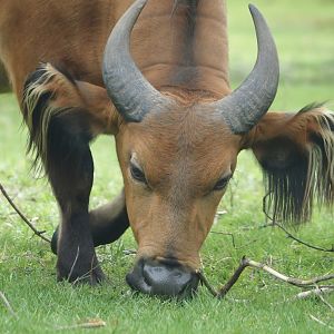 Red forest buffalo (Syncerus caffer nanus), 2024-04-06