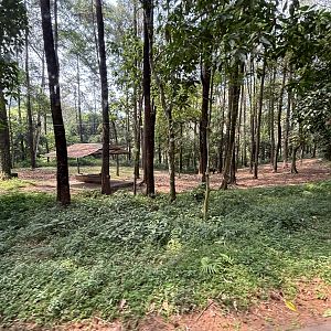 Safari - American Bison Exhibit