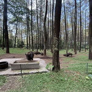 Safari - American Bison Exhibit