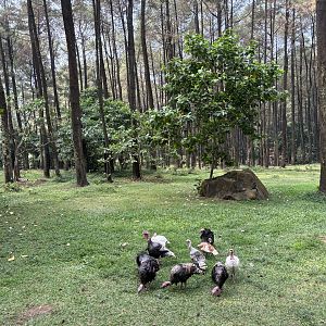 Safari - Wild Turkeys