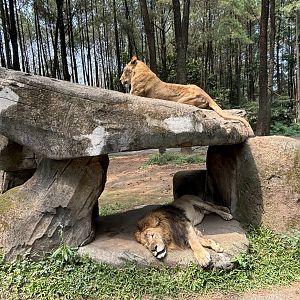 Safari - Lions