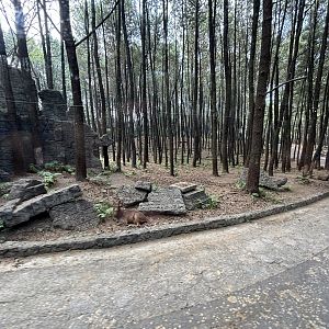 Safari - Asian Hoofstock Zone