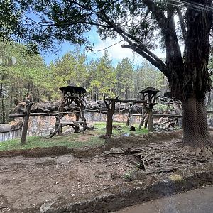 Safari - Bornean Orangutan Exhibit