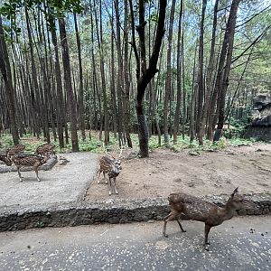 Safari - Asian Hoofstock Zone