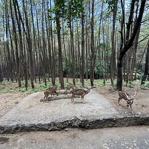 Safari - Asian Hoofstock Zone