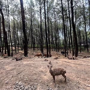 Safari - Asian Hoofstock Zone