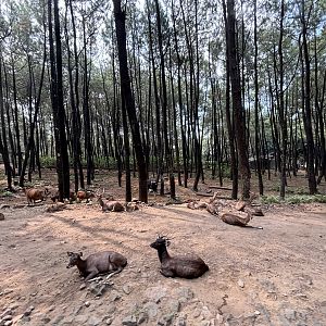 Safari - Asian Hoofstock Zone