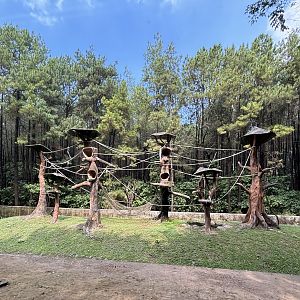 Safari - Siamang Exhibit