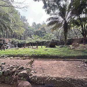 Safari - Asiatic Black Bear Exhibit (background)