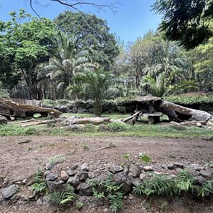 Safari - Sun Bear Exhibit #2