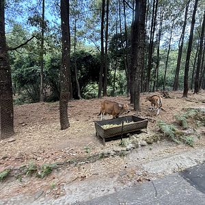 Safari - Asian Hoofstock Zone