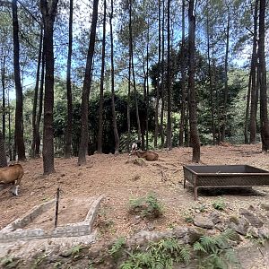 Safari - Asian Hoofstock Zone