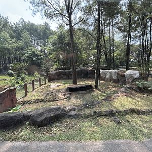 Safari - Babirusa Exhibit #1