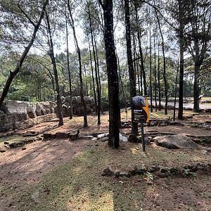 Safari - Babirusa Exhibit #2
