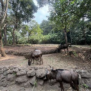 Safari - African Area