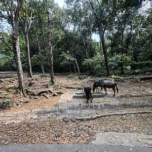 Safari - African Area