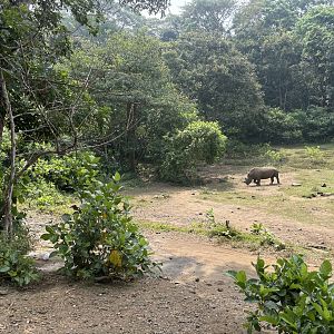 Safari - White Rhino Exhibit