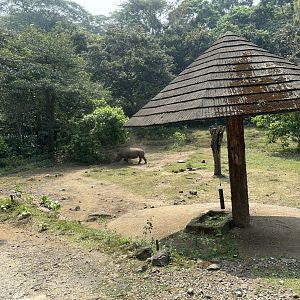 Safari - White Rhino Exhibit