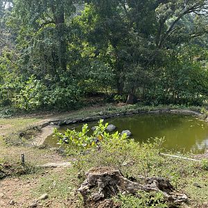 Safari - White Rhino Exhibit