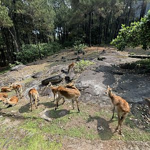 Safari - African Area