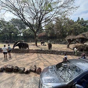Safari - Asian Elephant Exhibit