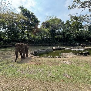 Safari - Asian Elephant Exhibit
