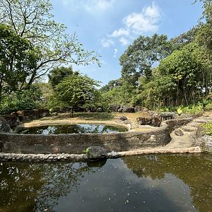 Safari - Common Hippo Exhibit