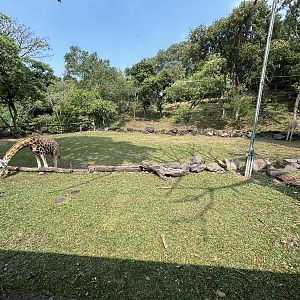 Safari - Giraffe Exhibit
