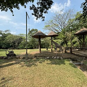 Safari - Giraffe + Ostrich Exhibit