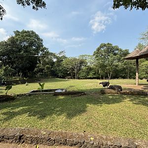 Safari - Giraffe + Ostrich Exhibit