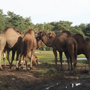 Dromedary camels (Camelus dromedarius), 2024-04-06