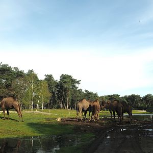 Car safari - Desert section with Dromedary camel, Addax and Ostrich, 2024-04-06
